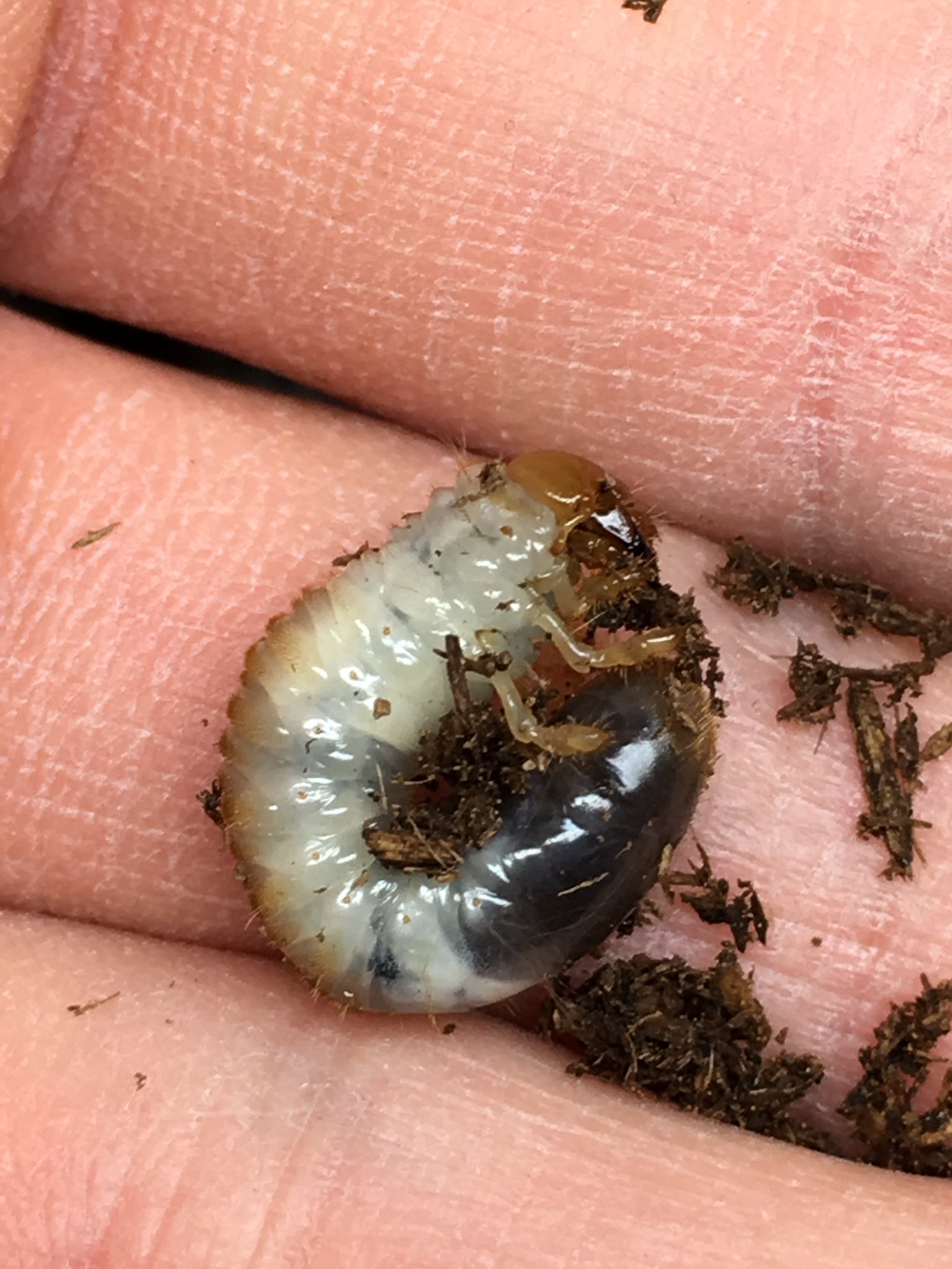 ティーノ 昨年 運良く産卵に成功したヒゲコガネ幼虫の様子を久々に見てみる うーむ やはりヒゲコガネは国産マルバネやオオチャイロハナムグリ幼虫並に成長速度がのんびりです笑 孵化後 5ヶ月なのですが 見る限りで まだ2令 国産カブト 幼虫位には