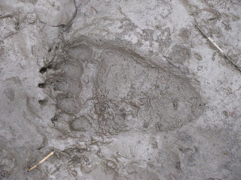 bear paw print in mud bear paw print in mud
