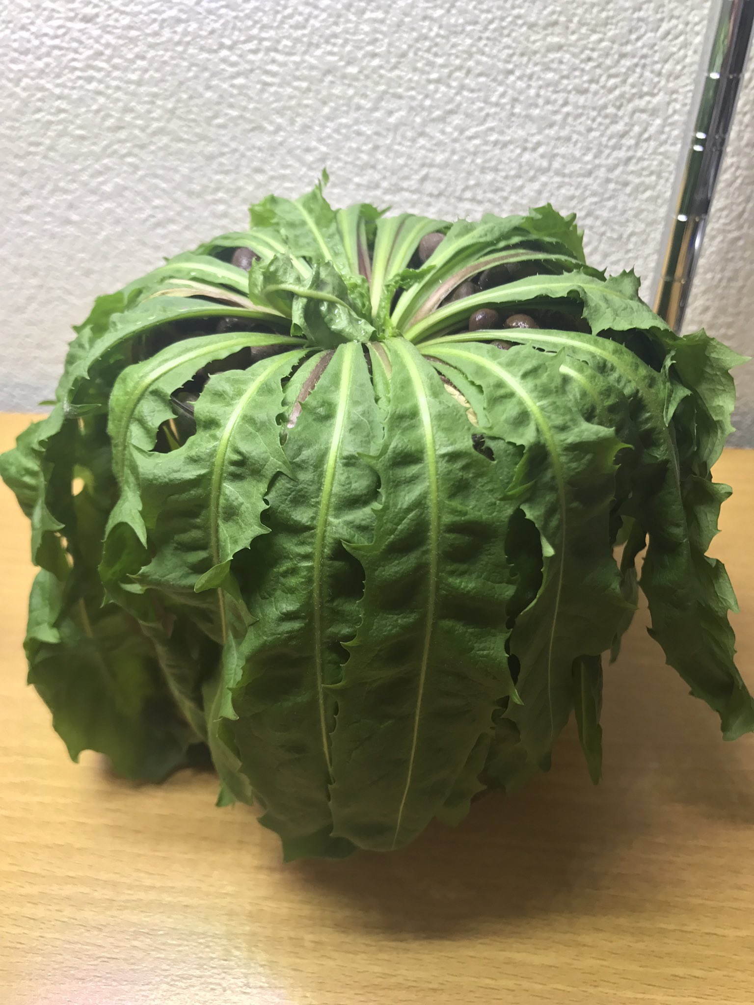 Tanpopo タンポポはうっかり水を与え忘れても直ぐには枯れず 葉が垂れ下がります 水を与えることで2時間ほどで回復します カンサイタンポポ ハイドロカルチャー 水耕栽培 水栽培 タンポポ T Co Pxm6dg5wmk Twitter