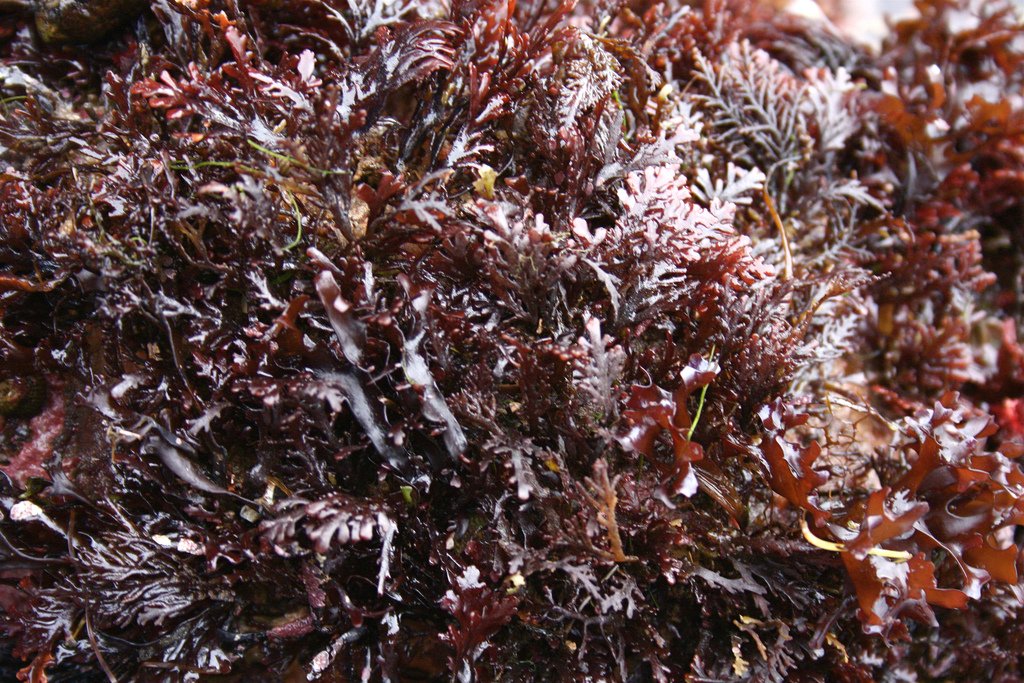 DoctorSeaweed's tweet photo. Amazing #seaweeds and other native plants to give some superb flavours https://t.co/oBeogm5xbA https://t.co/wVy02XYZMc