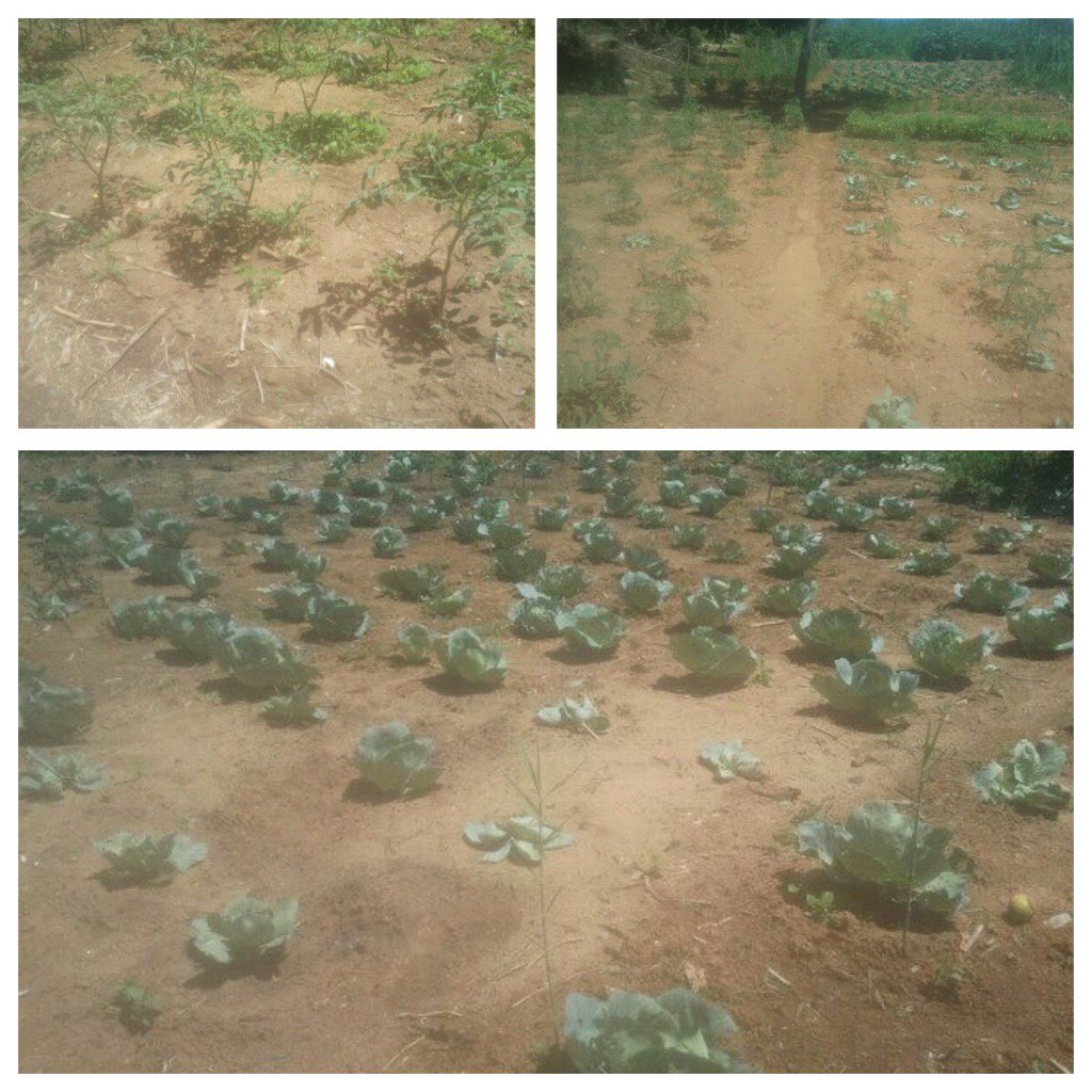hopemalawiuk's tweet photo. Give #HOPE in #2017 Help us finish #HopeCommunityFarm Almost there!
https://t.co/cwMfV2Yqic
#malawi #food #poverty https://t.co/0e3mB6FgHb