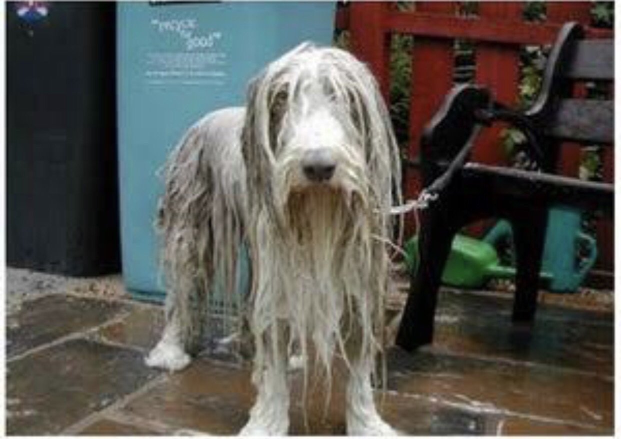 Softbank 19 アリスの名言考察続き 猫 ペットボトルの距離 虎 自らキスしてみた 犬 不明 だけど 雨に濡れた犬 は臭いらしい T Co Vpkrjc9yi6 どうやって誘うのか うーん わからない 誰か教えて欲しい カルテット