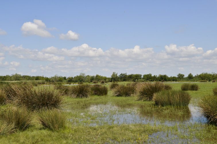 VilleArles's tweet photo. La Camargue participe pleinement aux journées mondiales des zones humides https://t.co/W8vLnItpAa https://t.co/draPyG5Eeq