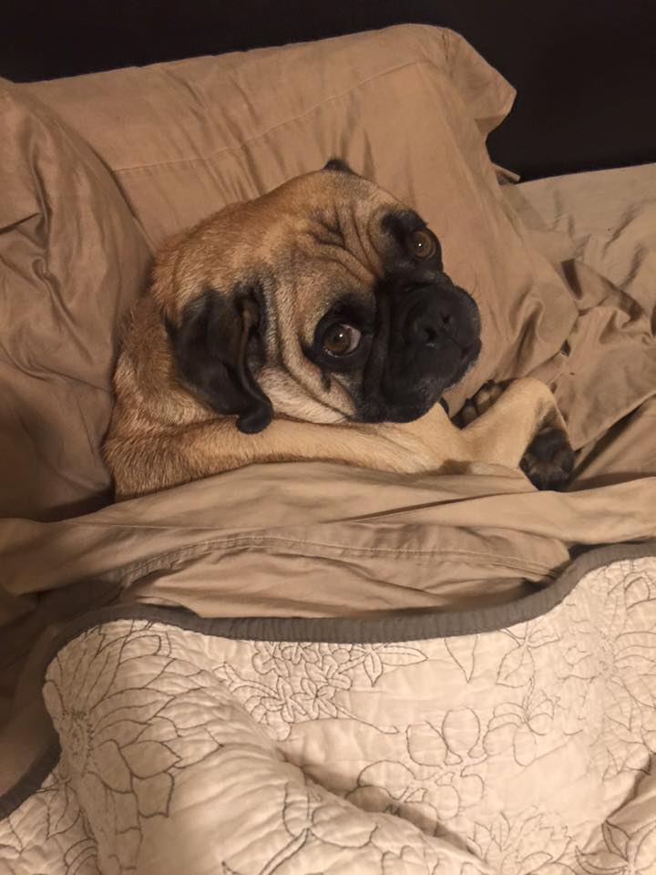 pugs_bot's tweet photo. https://t.co/EoV5CqtnXT