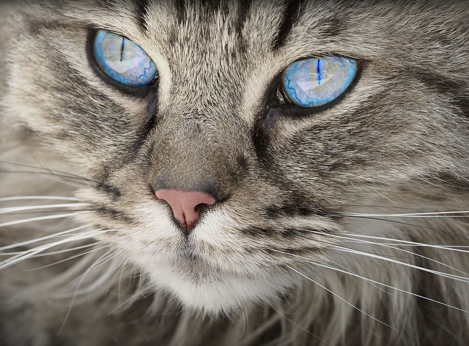 PetsClassy tweet picture