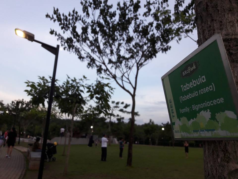 Jogging sore sambil melihat jenis-jenis pepohonan yang ada di Jogging Area Bintaro Jaya Xchange​ Mall. Whatta refresh right!