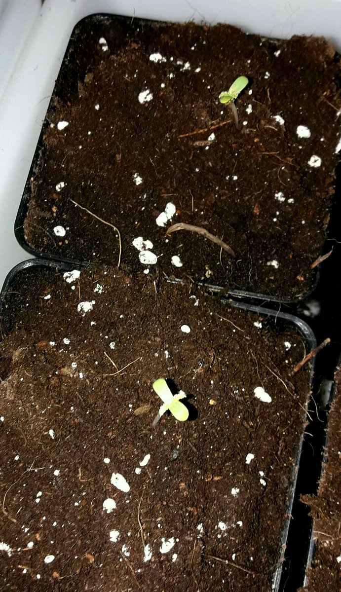 AdrycManellson's tweet photo. Weed Día Verde Mundo, #PolarExpress #Auto de @GreenbudSeeds, sust. #RoyalMix #Plagron, #R420ZR #LEDVENTURE, #HomeBoxUK #Ambient, #RefBLANCA. https://t.co/46RgjIBmIw
