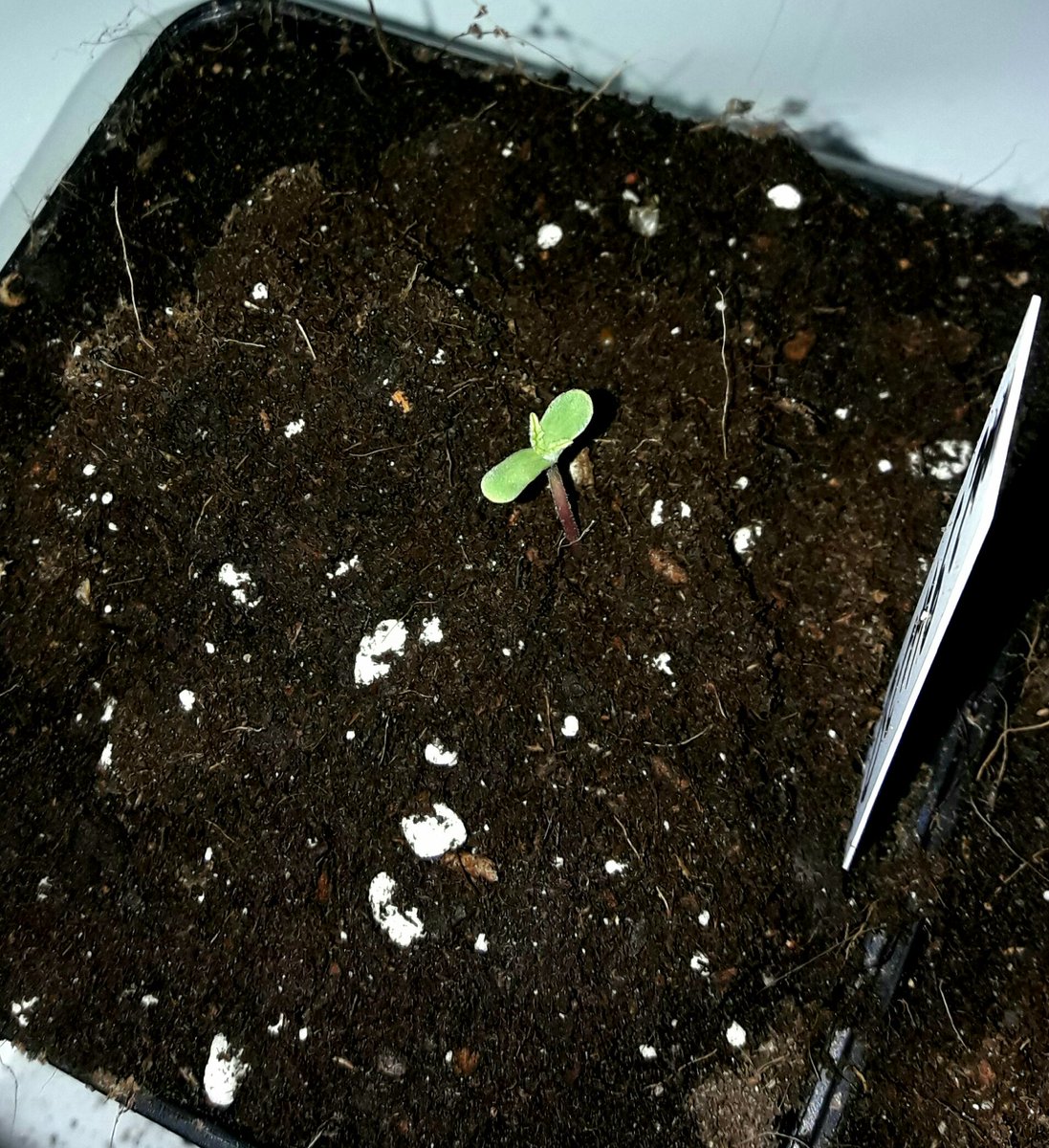 AdrycManellson's tweet photo. Weed Día Verde Mundo, #PolarExpress #Auto de @GreenbudSeeds, sust. #RoyalMix #Plagron, #R420ZR #LEDVENTURE, #HomeBoxUK #Ambient, #RefBLANCA. https://t.co/46RgjIBmIw