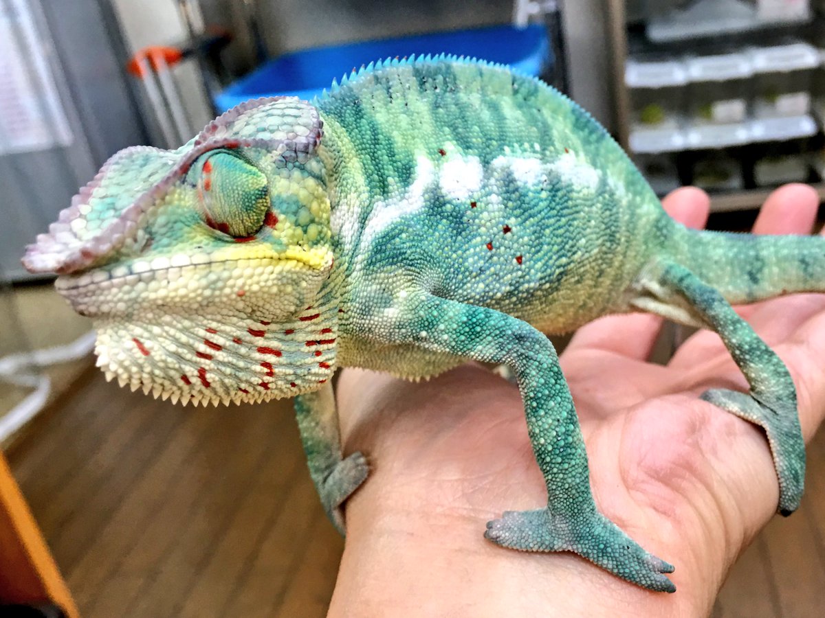 新入荷！】パンサーカメレオンいろいろ来てます。まずはピンクパンサー