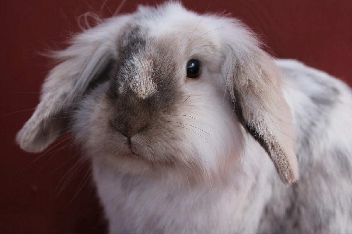 PETAUK's tweet photo. 💄 Here’s how to make your cosmetics bag cruelty-free: https://t.co/HWJOY3JShc https://t.co/nB27OgxYUz