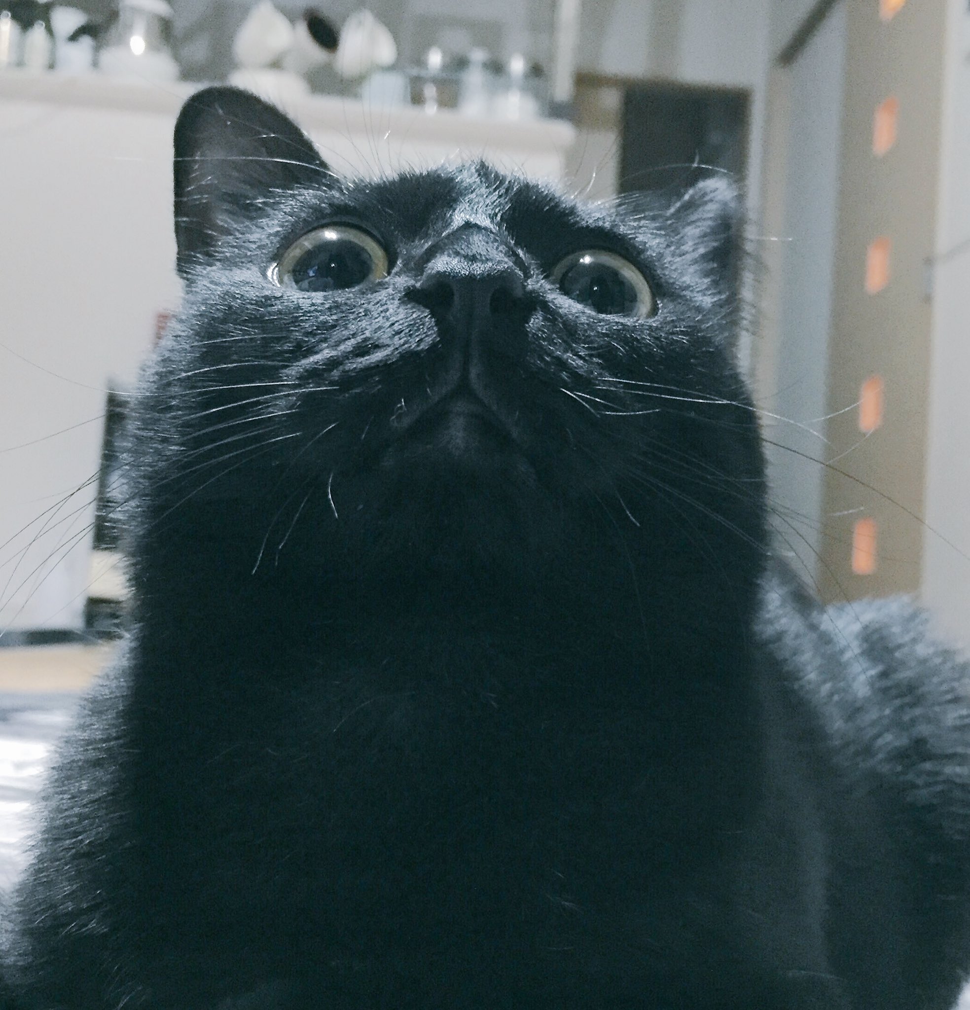 猫でも眉間にシワ寄せるんですね えのげ 猫でも眉間にシワ寄せるんですね えのげ
