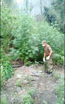 CADConstitucion's tweet photo. 2.100 plantas de marihuana fueron encontradas por CONAF en Quivolgo #Constitución mientras hacian cortafuegos por los incendios. https://t.co/iVfrYg8RIN
