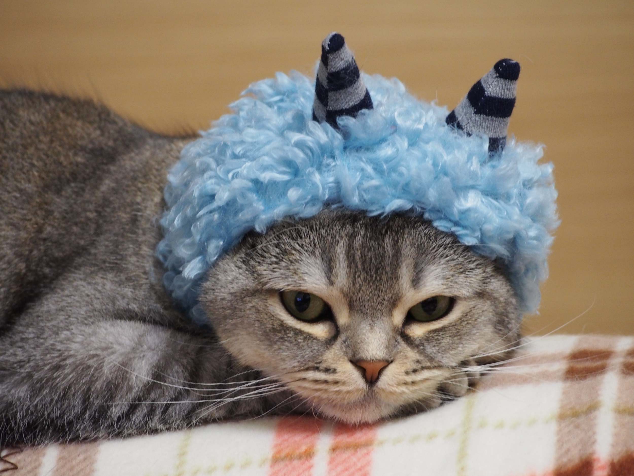 つぶまろ Twitterissa もうすぐ節分にゃん 青鬼さん そろそろやる気出してにゃ ねこ 猫 猫モフー スコティッシュフォールド 可愛いスコティッシュクラブ 可愛いスコティッシュクラブ鬼は外福は内 節分 鬼 被り物 かぶりもの 猫の かぶりもの T