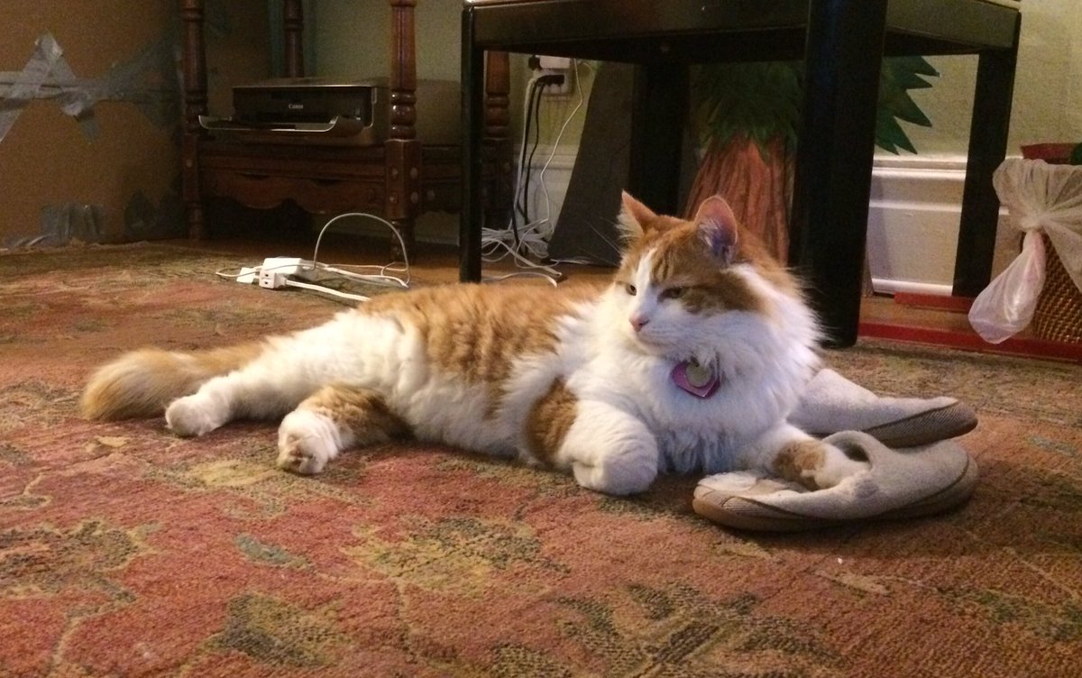 TheJuiceCat's tweet photo. #myslippernow #slippers https://t.co/AZSmEMt2vw