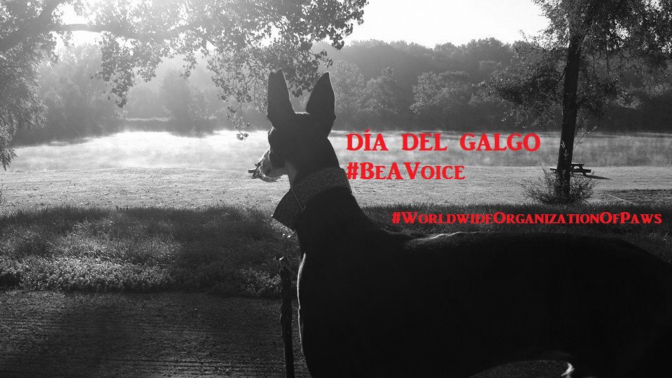 ShaneDog4's tweet photo. Show your support- Tell Spain to stop the slaughter of thousands of Galgos and Podencos-join
https://t.co/DROmMrxIwe https://t.co/vjdcq1L40R