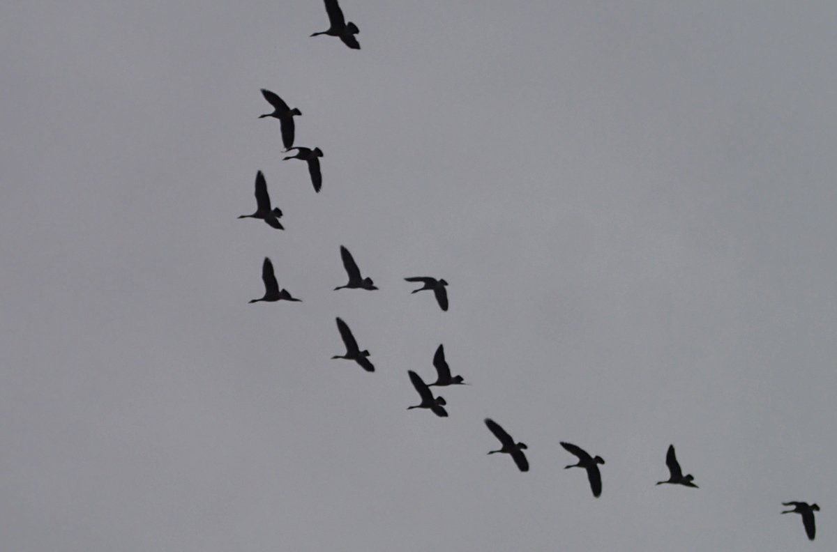 environmentca's tweet image. Hey, #hunters! Ensure you have a #HuntingPermit &amp;amp; comply with all regs. #MigratoryBirds #ON ow.ly/nvW9308zgHK