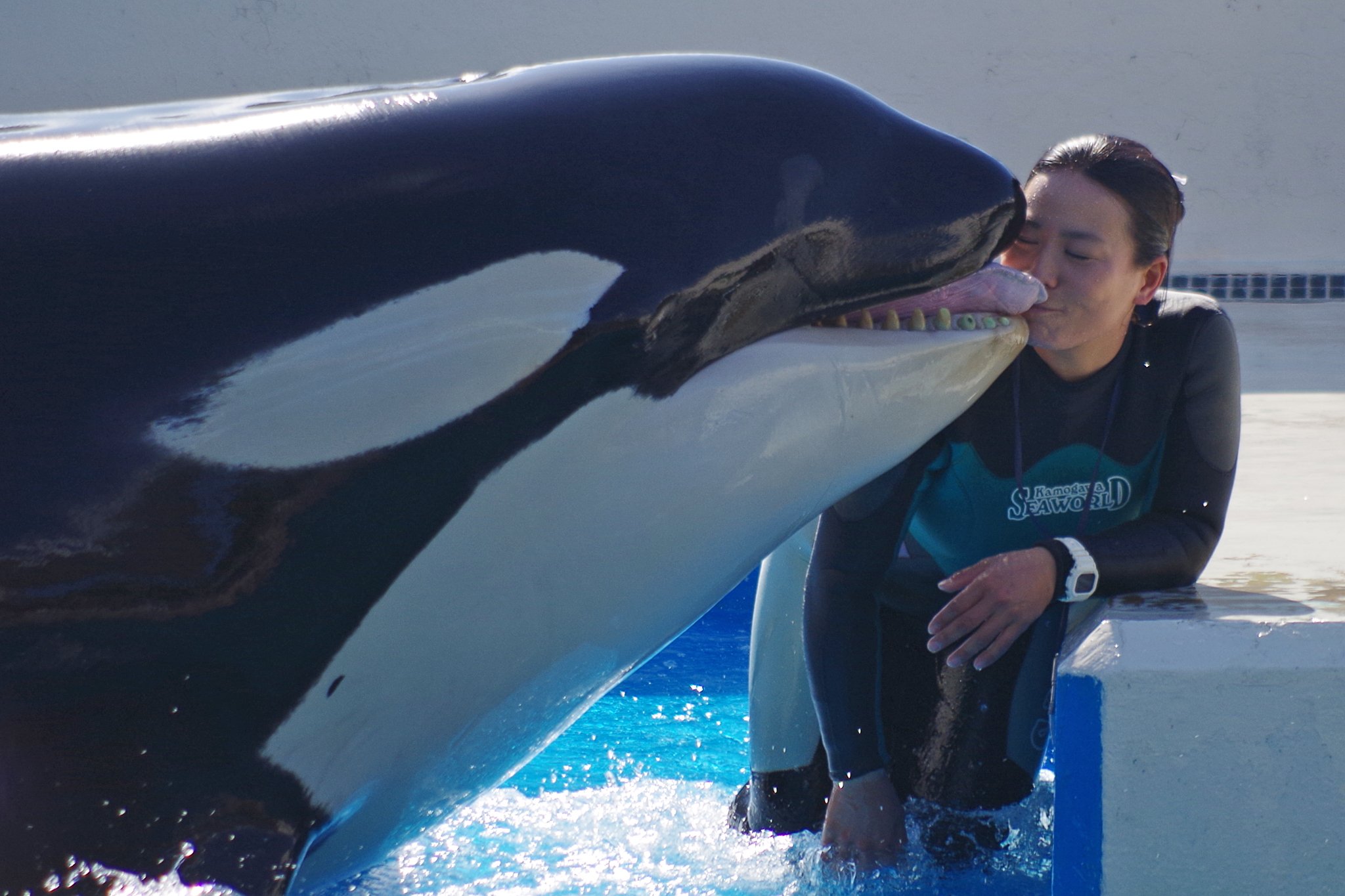 tomokey on X: "これがホントの「ベロチュー」ですね♪ #鴨川シーワールド #KillerWhales #シャチ #ラビー https://t.co/vNuTJAAr3i" / X