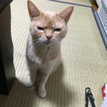 猫をだっこっしてグーパーするとかわいいｗ･･･って思ったはずなのにやってくれない上ににらんでくるｗ