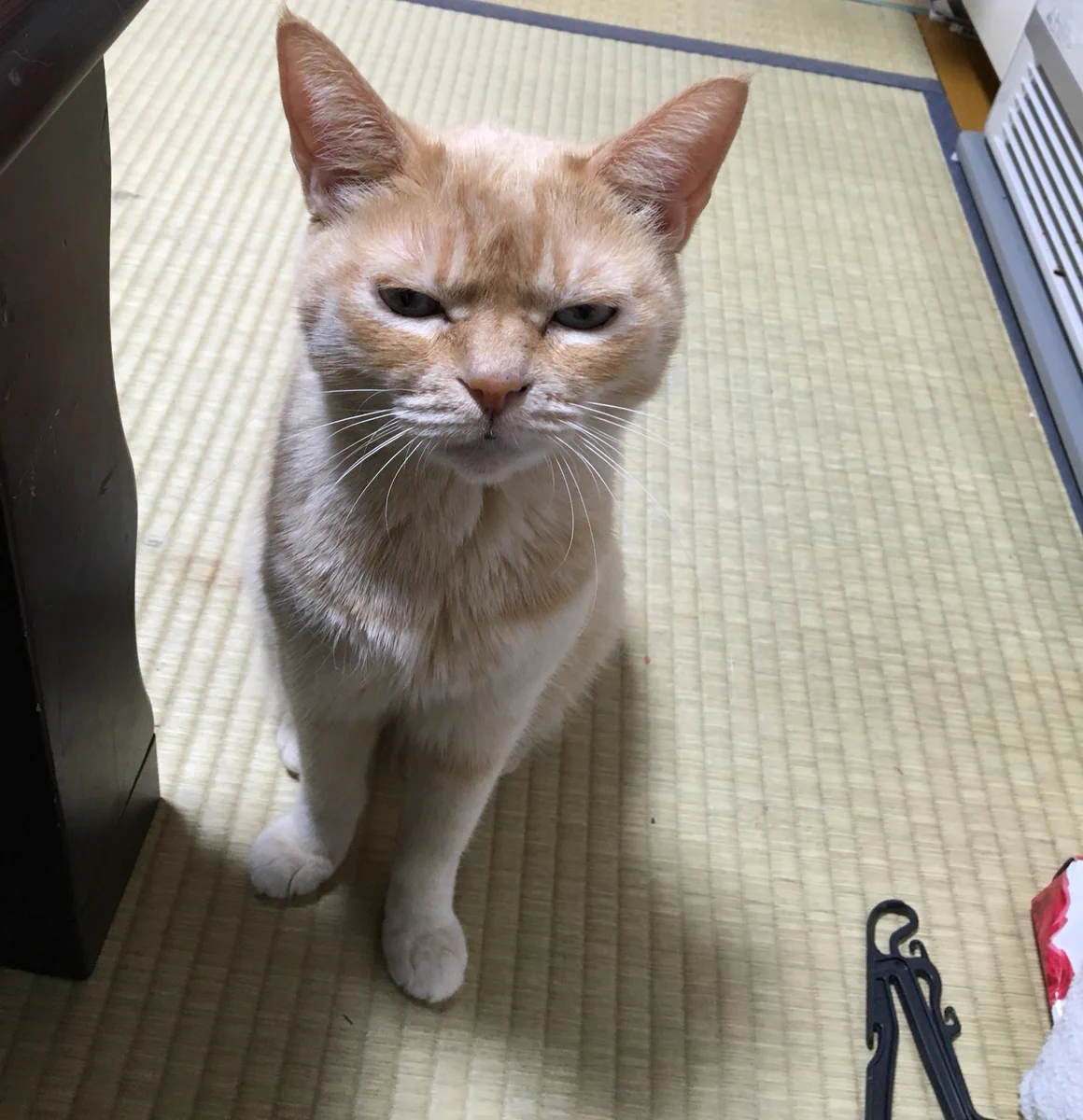 猫をだっこっしてグーパーするとかわいいｗ･･･って思ったはずなのにやってくれない上ににらんでくるｗ
