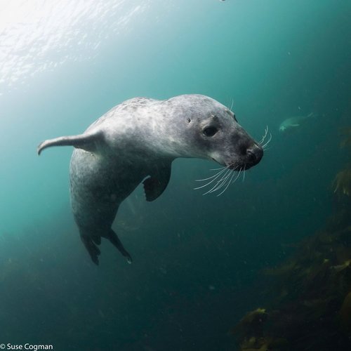 Dive 5 of the top 10 UK dive sites with us in 2017/18...get in touch as places are filling up!