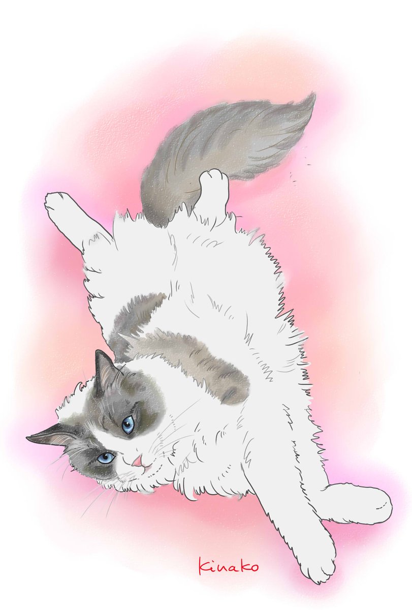 きなこ 猫の絵を描いています 今日は簡単なイラストです ラグドール パパ さんの アラン君 ふさふさの豊かな毛並み ブルーの目 美しい猫ちゃんです はじめまして