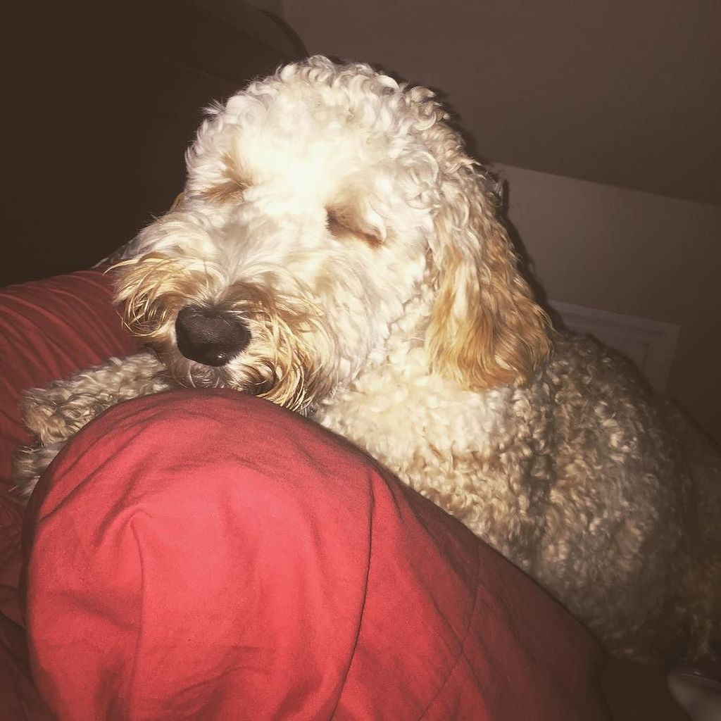 leo_doodcaprio's tweet photo. First days at daycare got me like.. NOPE. Not waking up at 5 am for a pee Mom, sorry. Try … https://t.co/uHfeIwWQYx https://t.co/7W4uv0UlLN