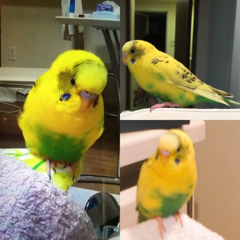 keikopiko1's tweet photo. #迷子 #セキセイインコ  江東区亀戸 #拡散 2016年10/27放鳥時に私の不注意でベランダから失踪させてしまいました。年齢6才。色は黄色でお腹に緑。お喋りせず手乗りで人懐こい。心から後悔してます…どうかご協力の程宜しくお願いします。情報等の連絡先は城東署へお願い致します。 https://t.co/PbSbXGHVm3