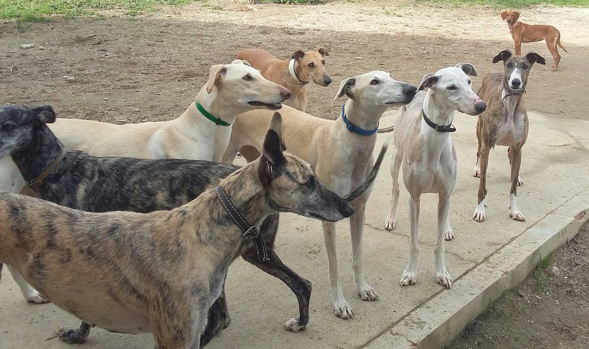 RefugioSanJorge's tweet photo. Hoy es el #diamundialdelgalgo , tenemos muchos esperando 1 oportunidad de conocer 1 familia verdadera. #AdoptaNoCompres #NoAlMaltratoAnimal https://t.co/BKew5Xlks4