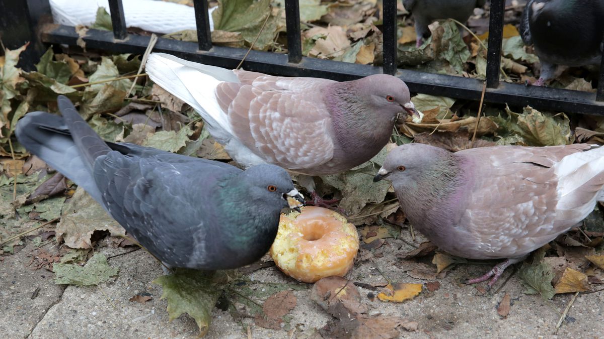 TheOnion's tweet photo. Baltimore Named City With Best Quality Of Pigeon Life https://t.co/JBgbb4Y7bM https://t.co/Da0O9eC4WA