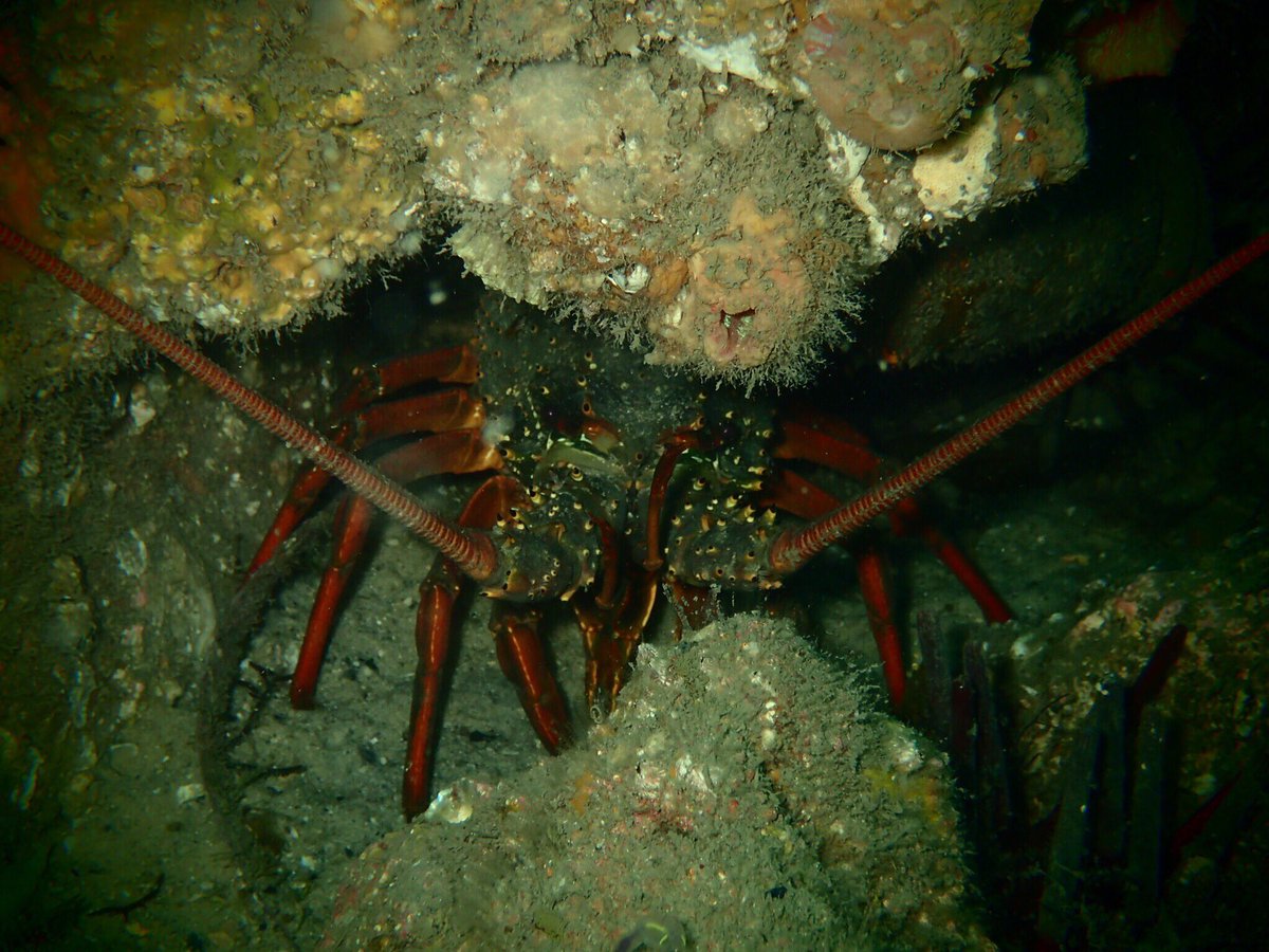TrudieBlackett's tweet photo. #scuba #shoredive #scubadiverslife
#feetfirstdive #nelsonbay #portstephens https://t.co/KMygtm4l2s