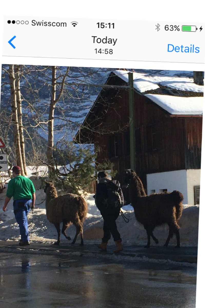 In #diablerets you can #walk your #dog - or your can walk your #llama