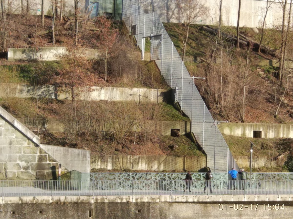 bei diesem wetter halten alle mal kurz die nase raus. #hallofinn #liveausdem #bärenpark