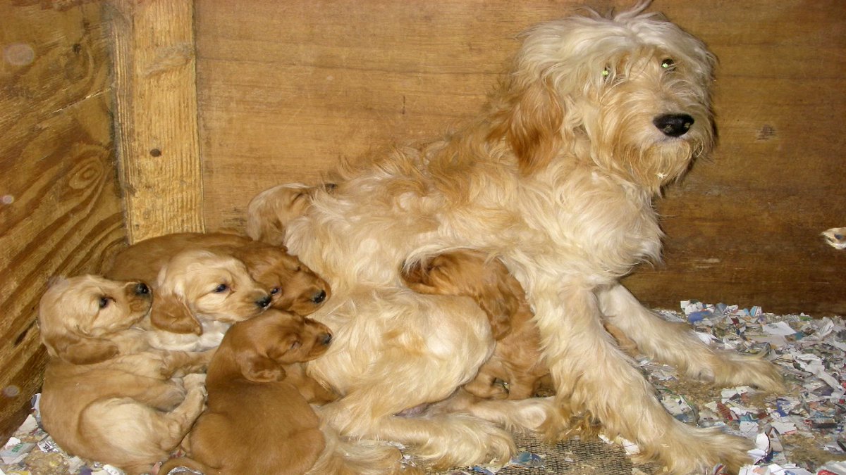 itvnews's tweet photo. Essex puppy farm gang spared jail as judge hands out suspended sentences https://t.co/Cu4b1WCFNI https://t.co/BH9zufSkkT