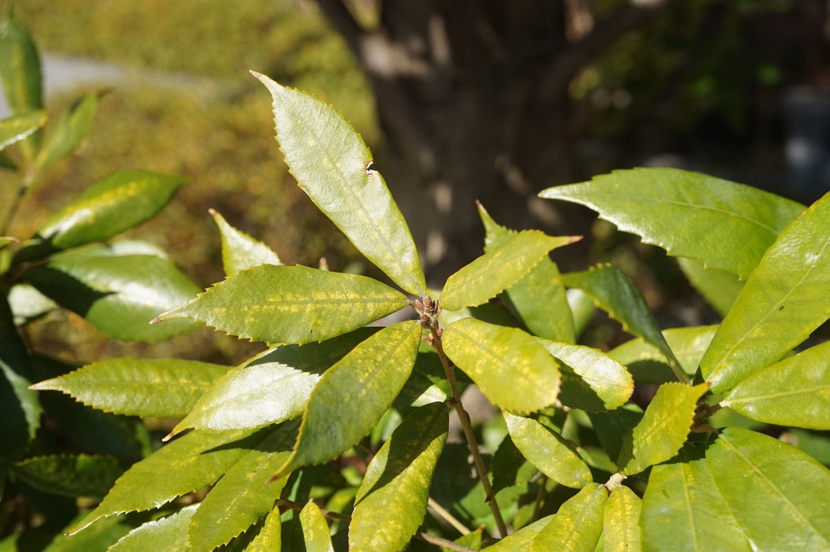 ぬーむ シラカシ アラカシ以外の樫の木が植栽に使われてるの珍しいと思いました 葉の上半分に鋸歯があり 葉の裏や黄褐色です 17 2 1 千代田区 植栽 イチイガシ ブナ科 Quercus Gilva