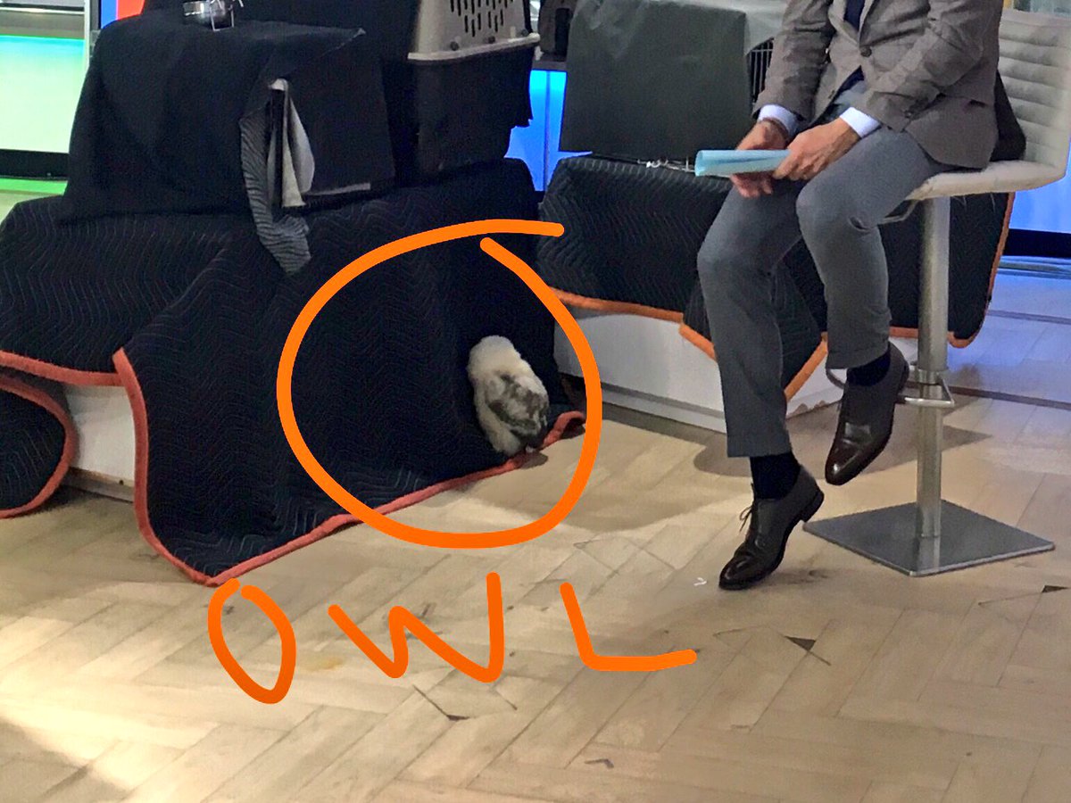 bhaviland's tweet photo. Not even crates of squawking birds can make @MLauer crack when chatting with affiliates #multipurposestudio #OrangeRoom view https://t.co/s7zBUruGdi