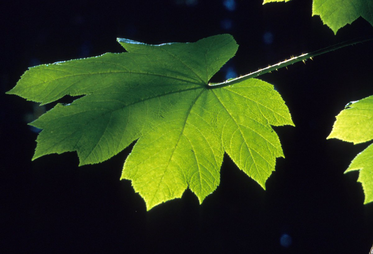 Rachel G Greenberg tweet media