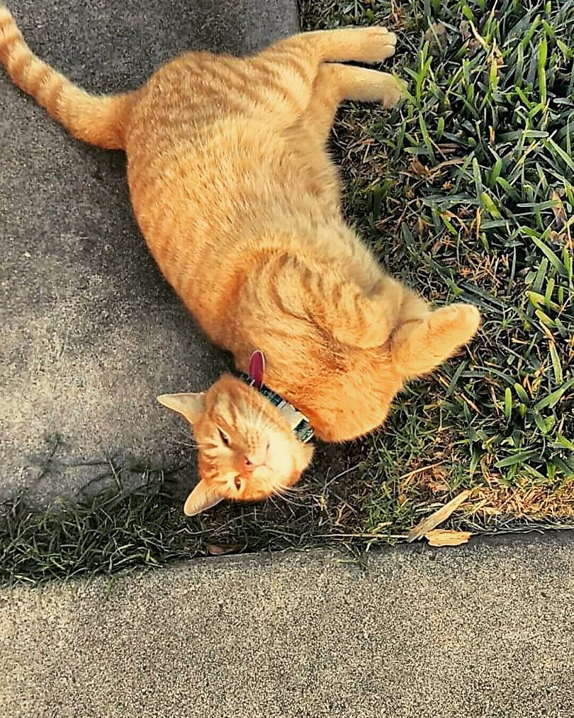 jtexasguy24's tweet photo. He's up to no good look at that smile #Bryan #kittyplay #kittytrouble https://t.co/NdUvrFrFe6