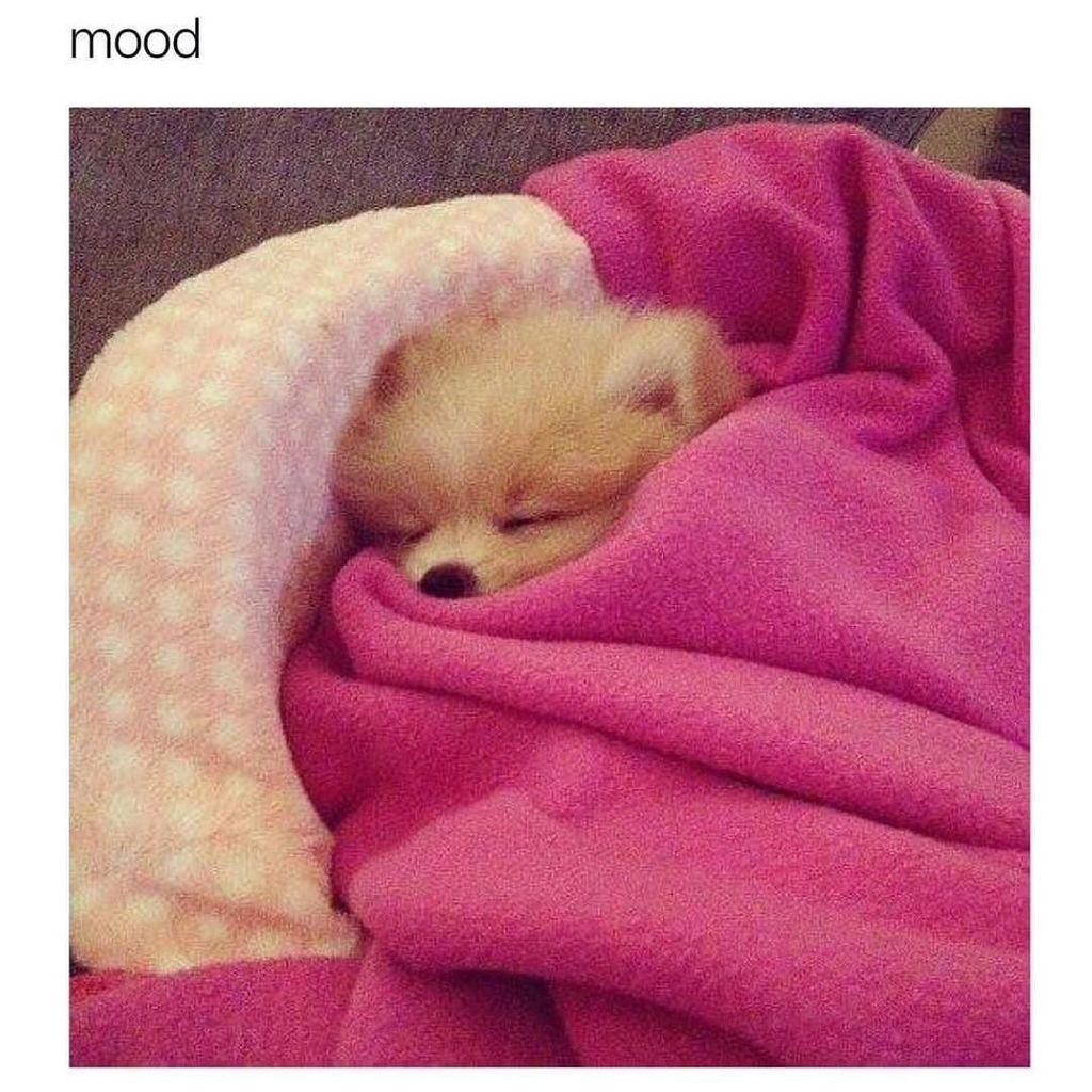 LoveHedonia's tweet photo. Y E P 👌🏼 #sleep #humpday #girl #dog #basically #work https://t.co/84FuIes6rE https://t.co/4ipQlw9oYc