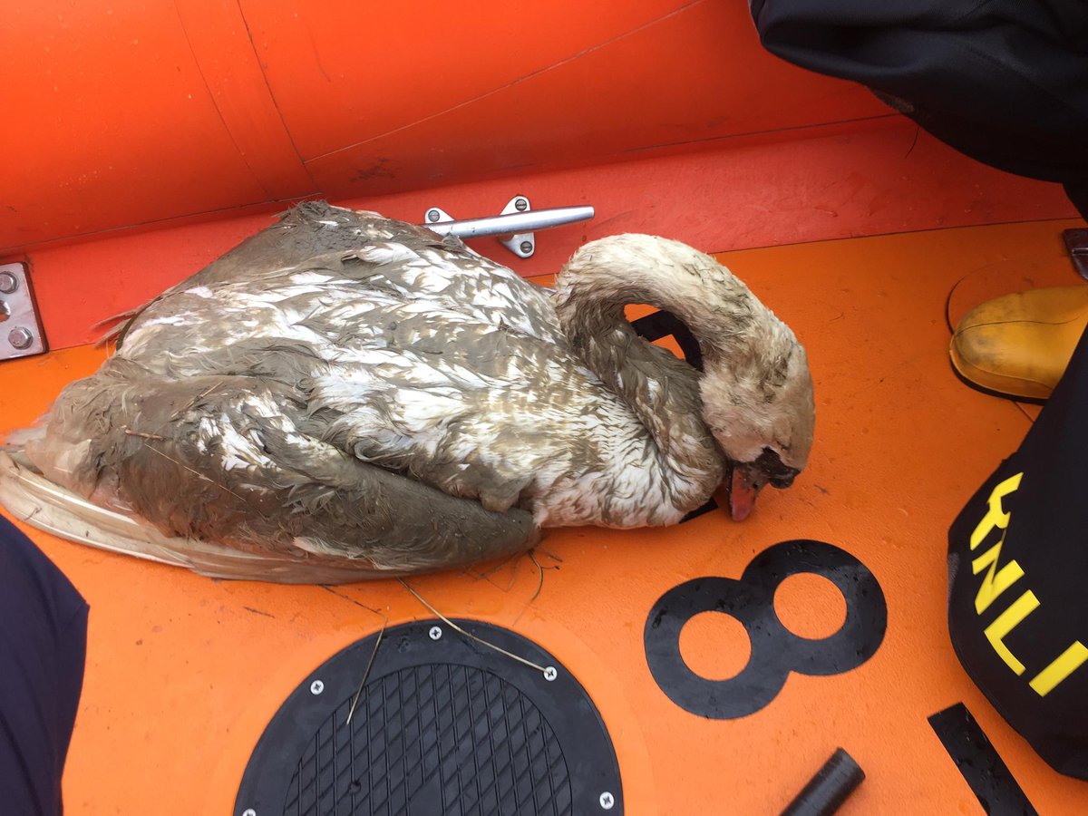 RNLI's tweet photo. Whilst passing by on a training exercise @WestMerseaRNLI rescued a female swan stuck on the river bank. Photo credit @RSPCA_official https://t.co/9Jeczm85Pl