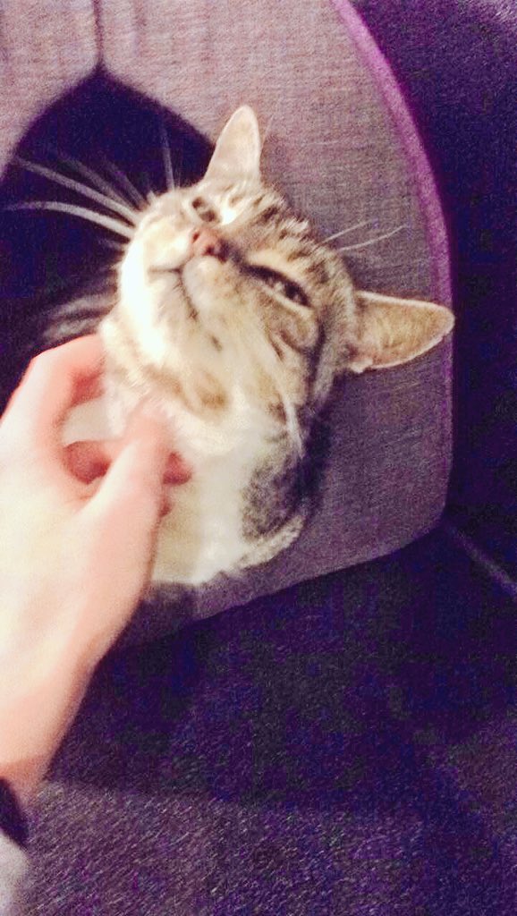 Legroschat5's tweet photo. How to make me love you : 

 #CatsOfTwitter #catworld #catlife https://t.co/pbS2iiXD4h