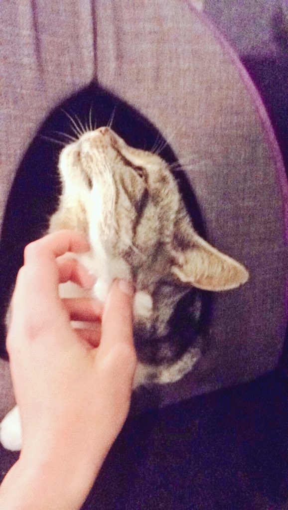 Legroschat5's tweet photo. How to make me love you : 

 #CatsOfTwitter #catworld #catlife https://t.co/pbS2iiXD4h