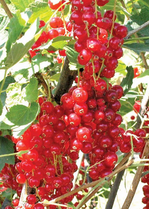 The sweet-tart taste of currants has been cherished for many years in Europe, often used for jams and syrups. bit.ly/1xkOHQ0