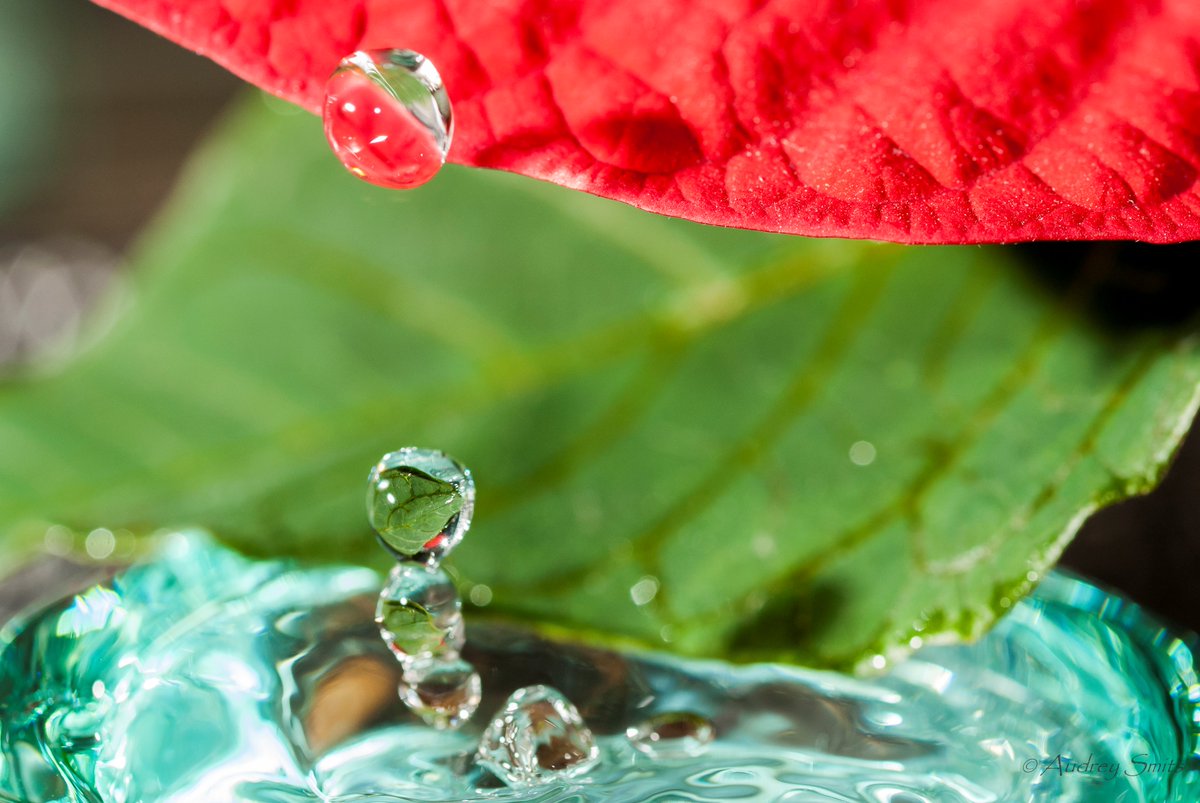 ImageIsFantasy's tweet image. #ImageIsFantasy
What do you see?
#water #druppels #blaadjes