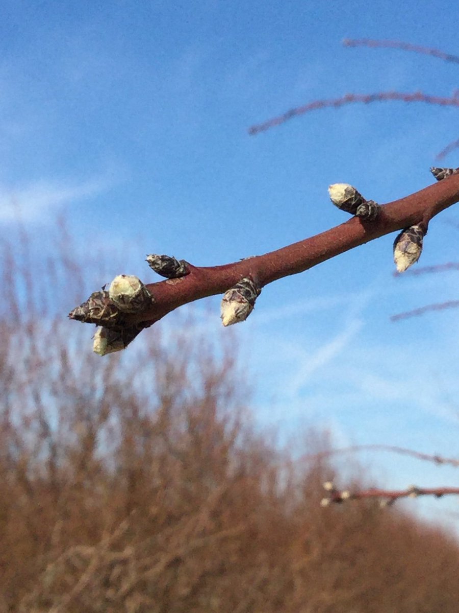 KCFBPRES2017's tweet photo. Almond bloom is almost here @KernCountyFB https://t.co/T4hywkOJSX