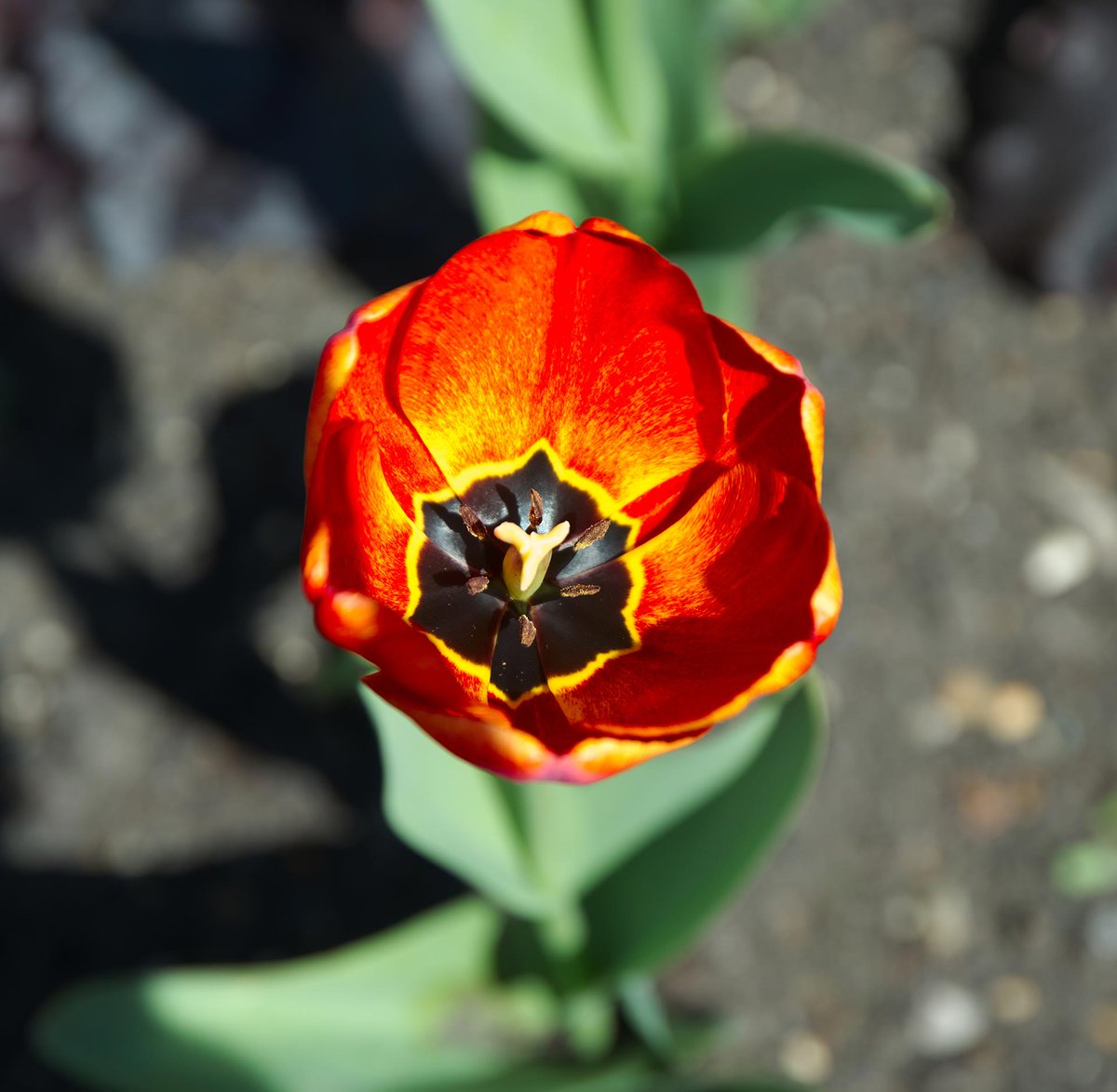 chandranygmail2's tweet image. 