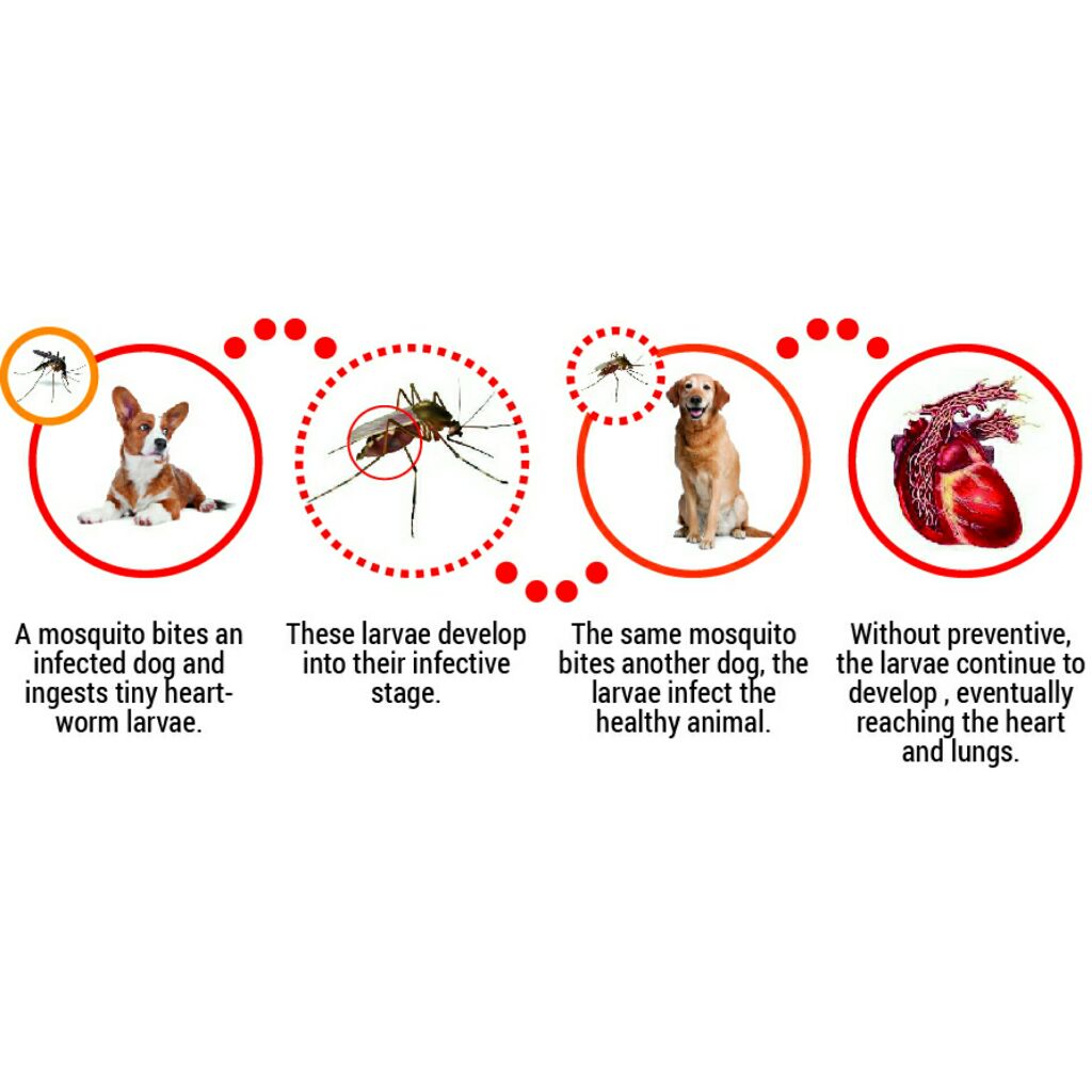 Animal House Vet (@AnimalHouseVC) / Twitter Animal House Vet (@AnimalHouseVC) / Twitter
