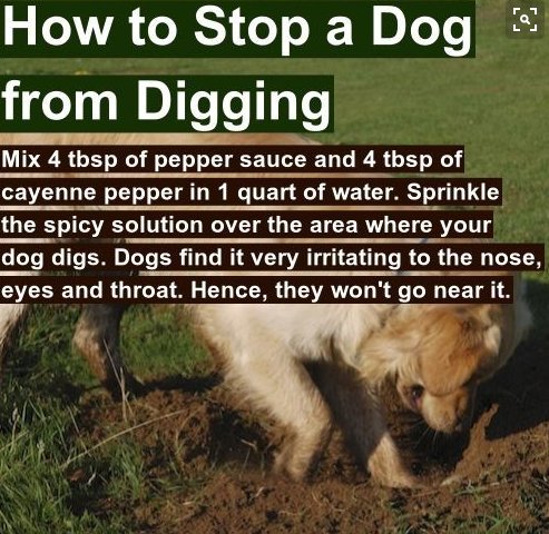 pepper to keep dogs from digging