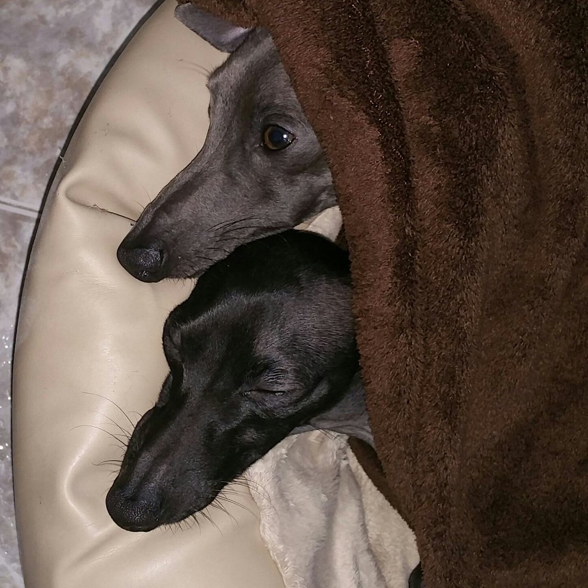 Lorena_Elda's tweet photo. #diamundialdelgalgo 1deFebrero  #FotoNiloyOnix mi preciosa familia. https://t.co/JD9PR8udxD
