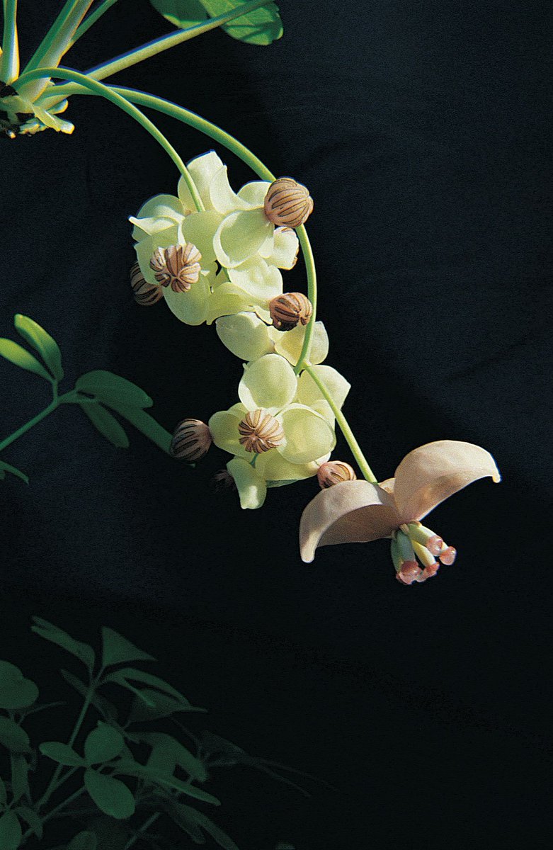 Akebia is a beautiful, fast growing vine that thrives with little care and you'll love the weird looking fruit! bit.ly/2jl8Xq6