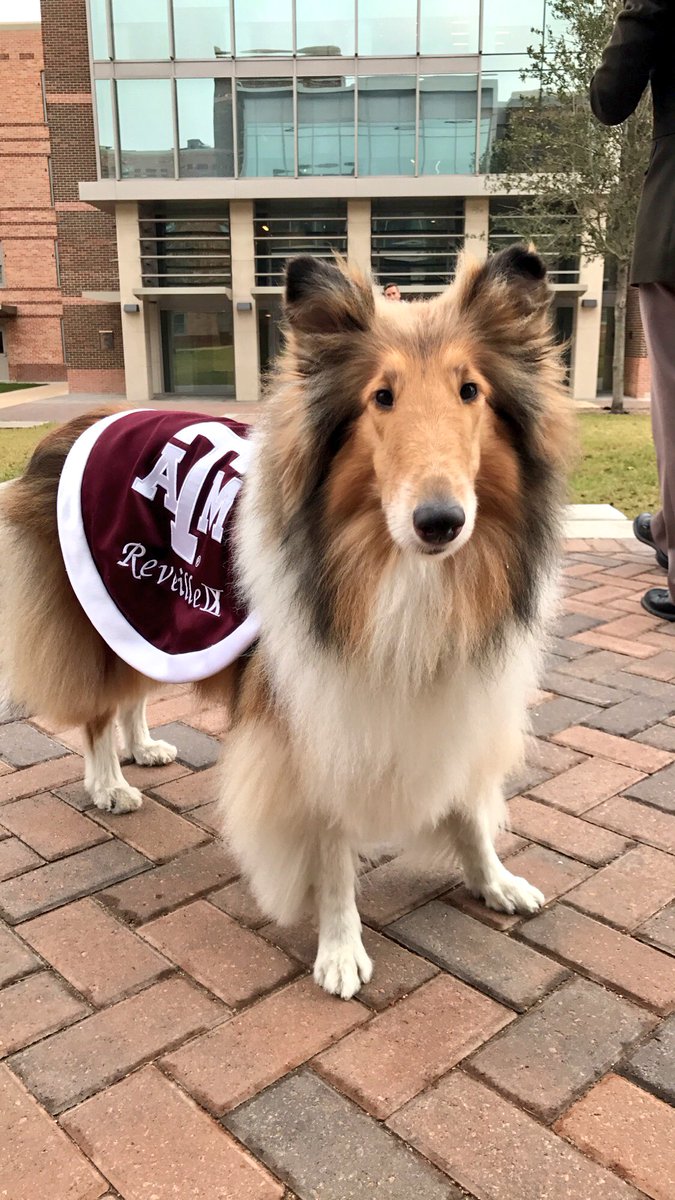 reveille's tweet photo. HOWDY EVERYBODY!!!!! https://t.co/SOvuTbK27N